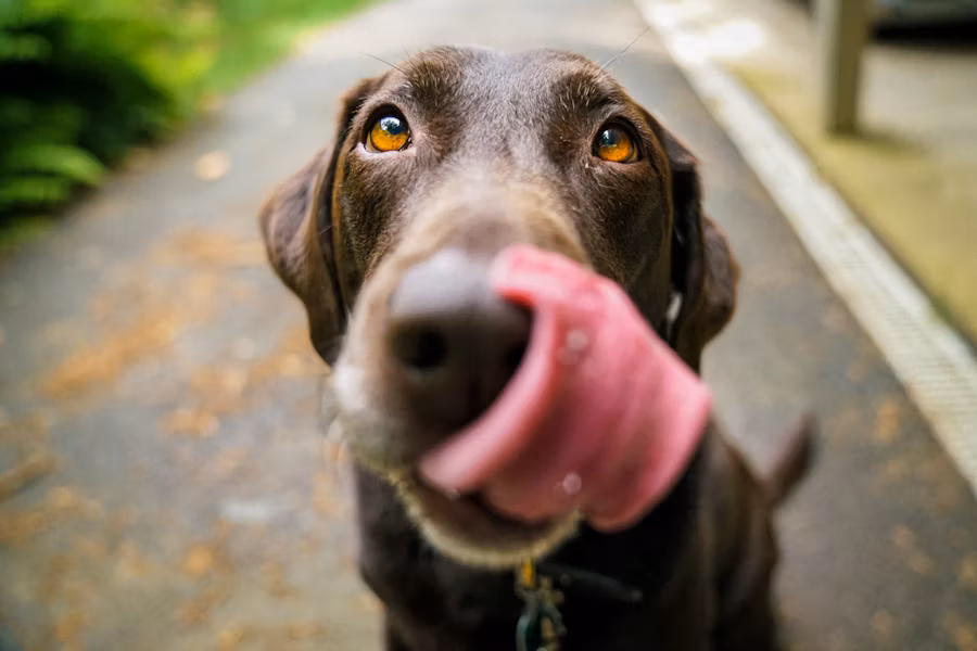 Max the dog