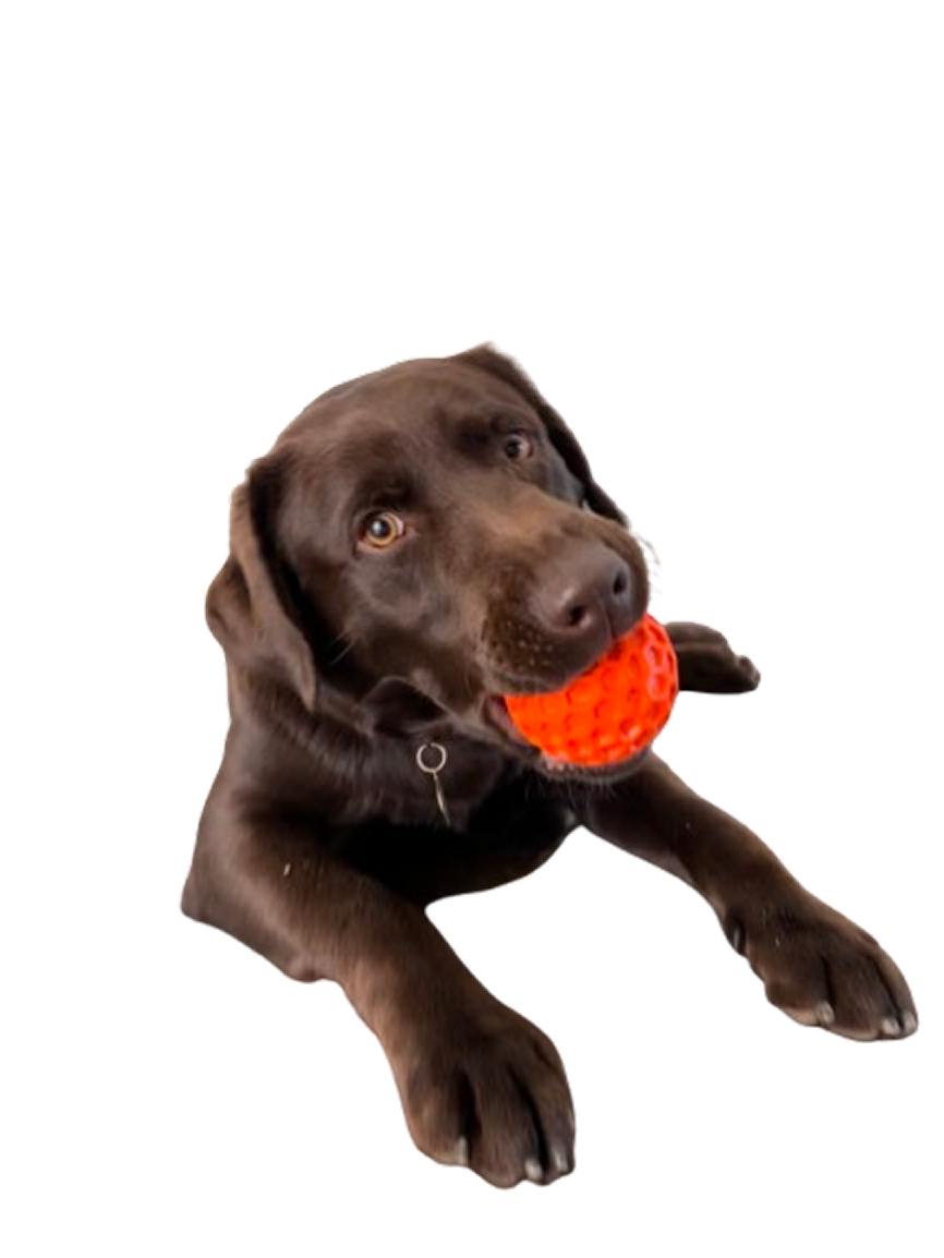 Obi the Labrador