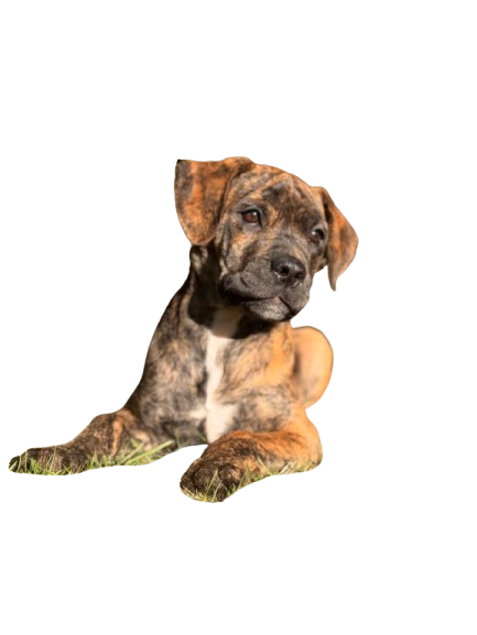 Posey the Mastiff