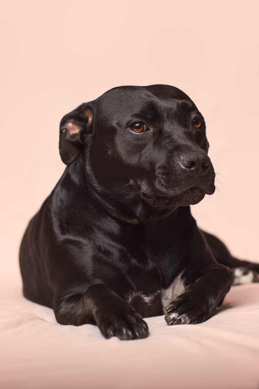 Poppy the dog